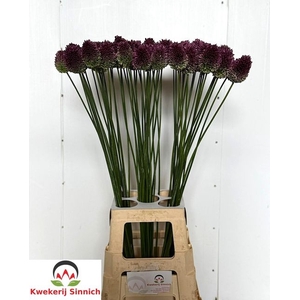 Allium Sphaerocephal