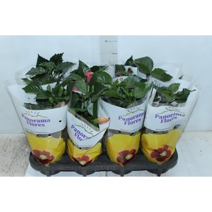 HIBISQS P13