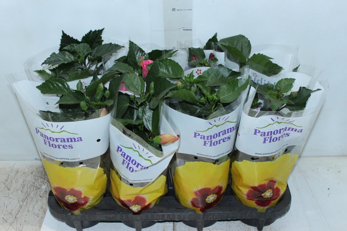 HIBISQS P13