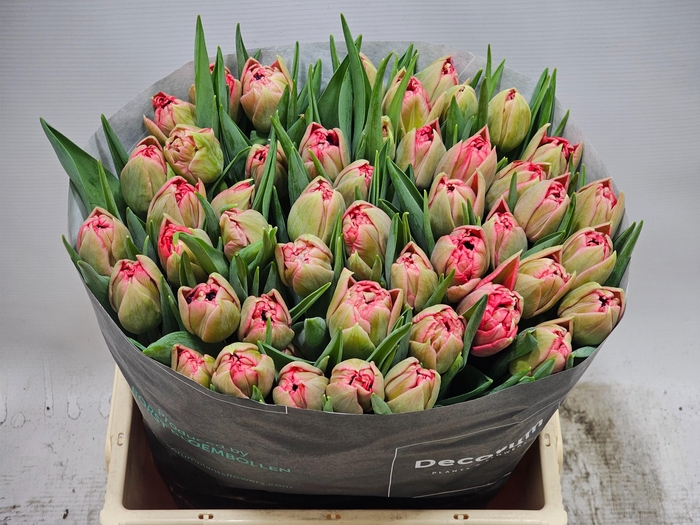 <h4>TU DU DOUBLE TWIST</h4>