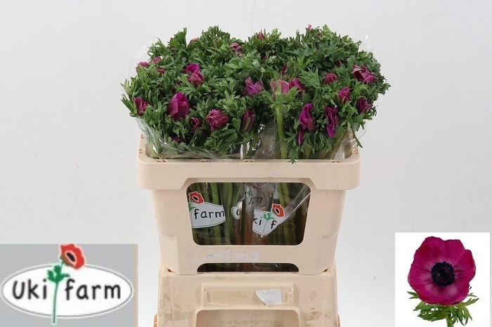 <h4>Anem Gal Purper</h4>