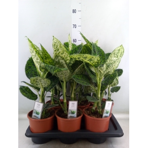 Dieffenbachia  'Reflector'