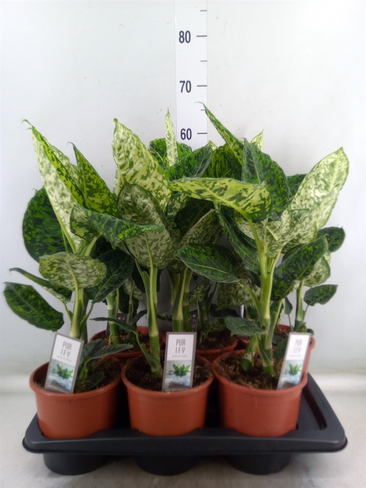<h4>Dieffenbachia  'Reflector'</h4>