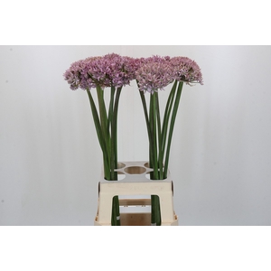 Allium Pink Jewel