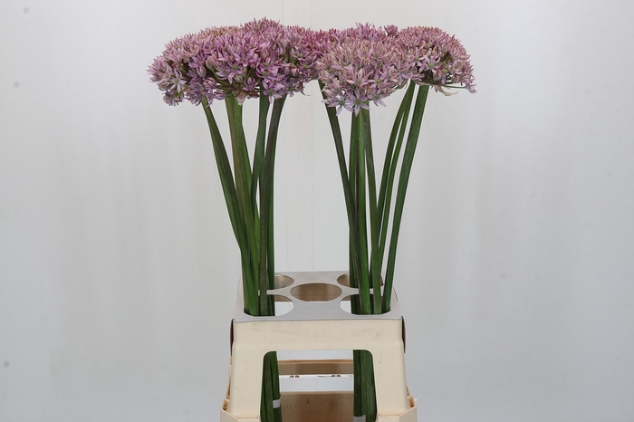 Allium Pink Jewel
