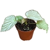 Begonia Two Face