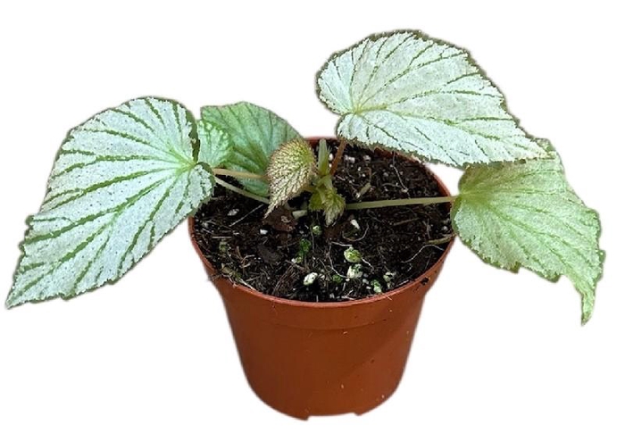 <h4>Begonia Two Face</h4>