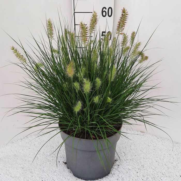 <h4>Pennisetum alopecuroides Little Bu</h4>