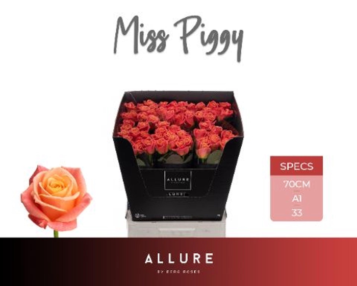 <h4>ROSA GR 'MISS PIGGY'</h4>