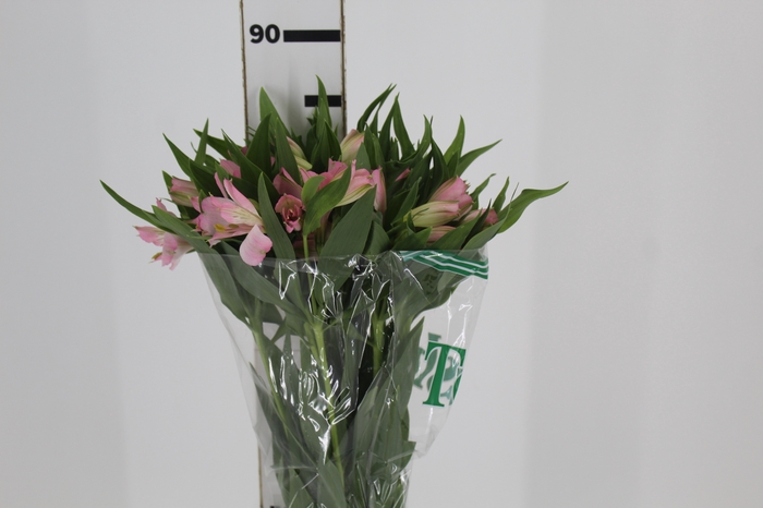 <h4>ALSTROEMERIA DUBAI 080 CM</h4>