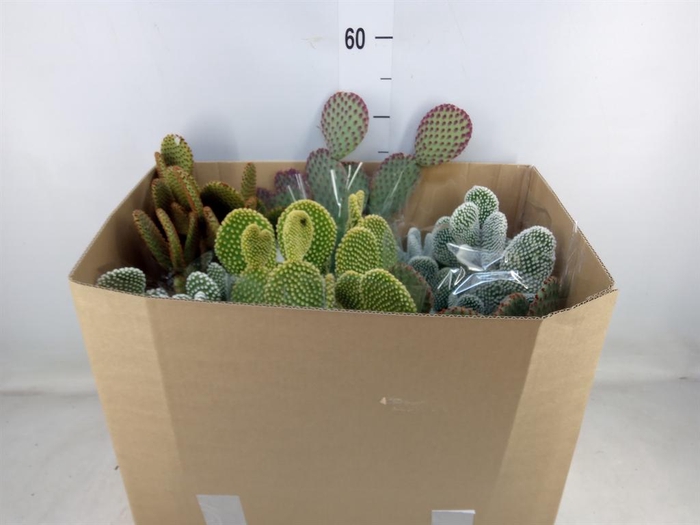 <h4>Opuntia microdasys</h4>