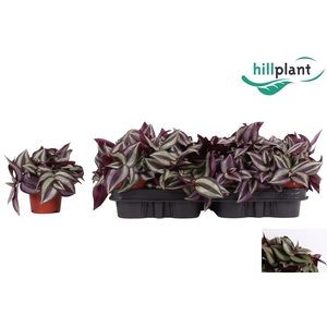 Tradescantia zebr. 'Violet Hill'