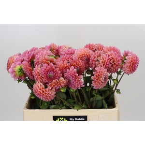 DAHLIA  'LINDAS BABY'