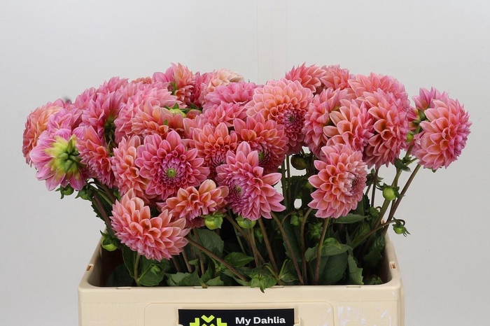 <h4>DAHLIA  'LINDAS BABY'</h4>