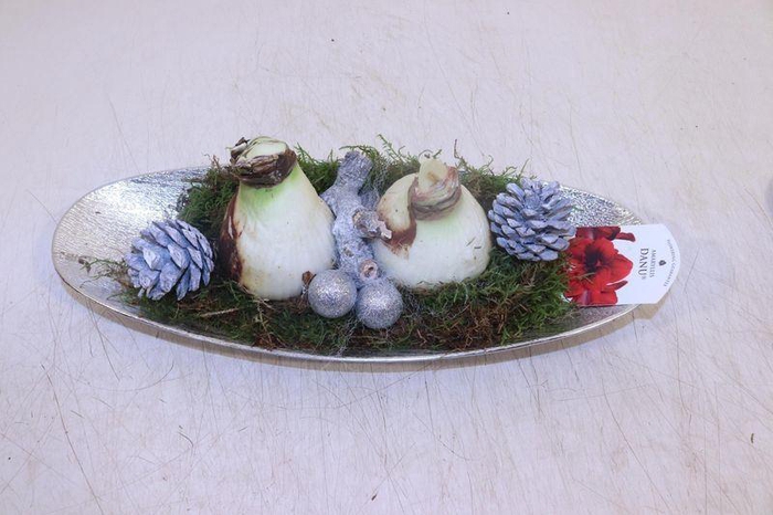 <h4>ARR HIPPEASTRUM</h4>