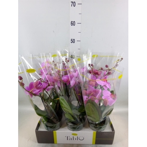 Phalaenopsis   ...rose