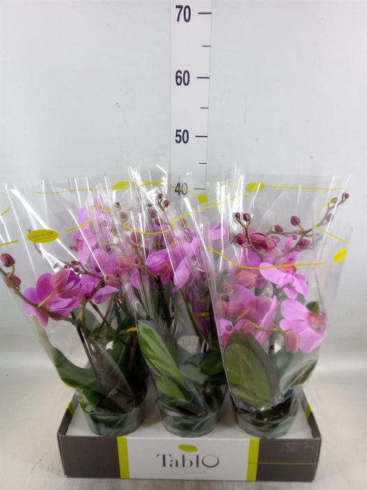 <h4>Phalaenopsis   ...rose</h4>