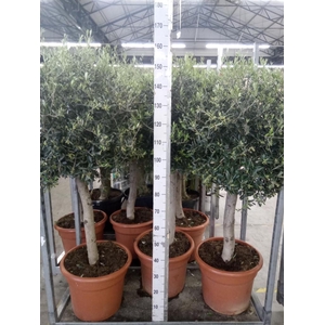 Olea europaea