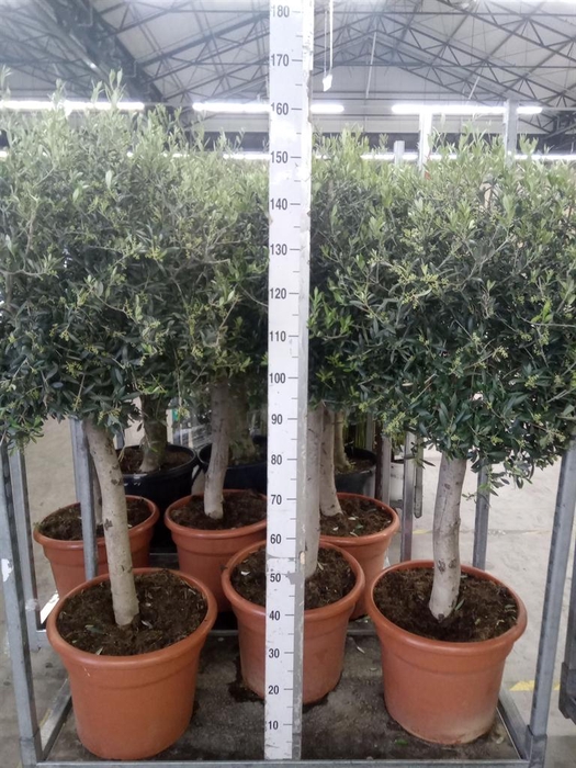<h4>Olea europaea</h4>