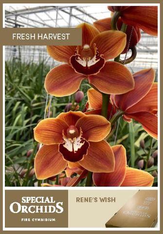 <h4>CYMB T RENE S WISH</h4>