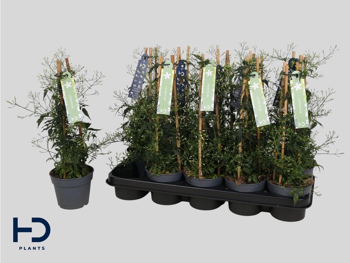 <h4>JASM POLYANTHUM WIT</h4>