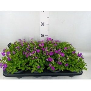 Aubrieta  'Rose Queen'