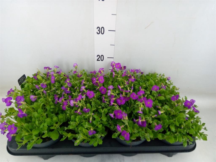 <h4>Aubrieta  'Rose Queen'</h4>