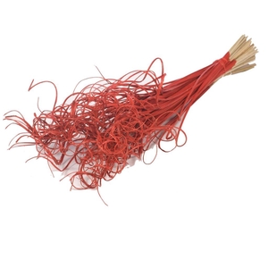 Curly ting ting (palm) 100pc red spring