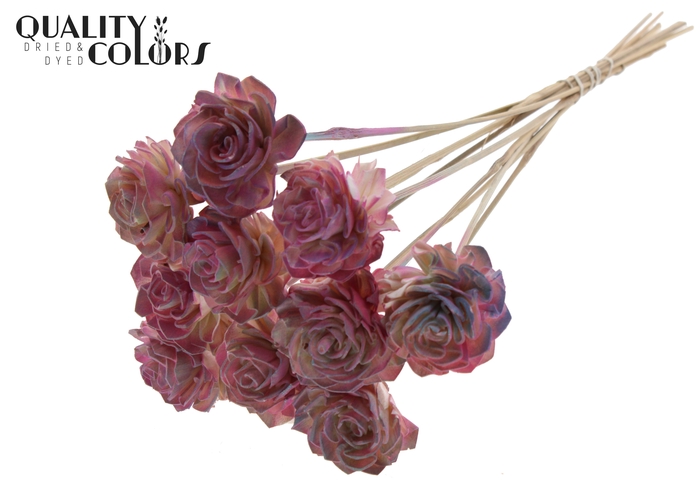 Shola Dahlia 6cm on stem Gradient Pink