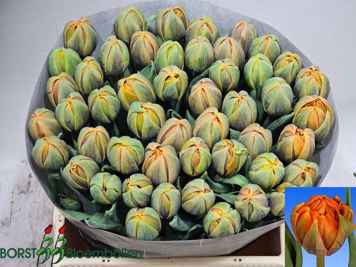 <h4>Tulipa do orange princess</h4>