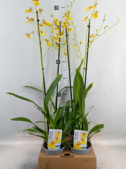 <h4>Oncidium   ...</h4>