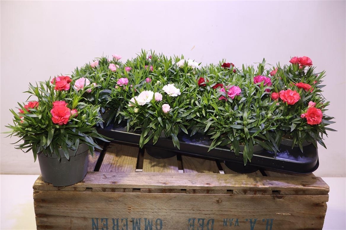 <h4>arr8 Dian Osc Gem</h4>