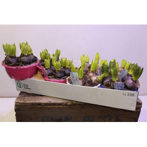 arr8 Hyacin Gem 3 Kl