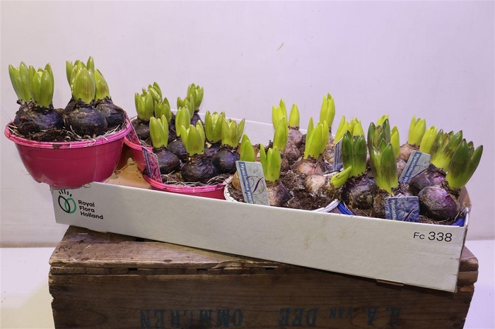 <h4>Hyacin Gem 3 Kl</h4>