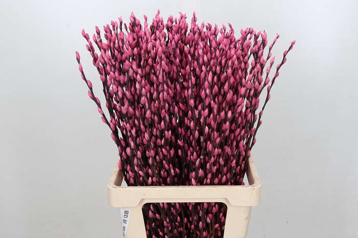 <h4>Salix Caprea Snow Flake P. Pink</h4>