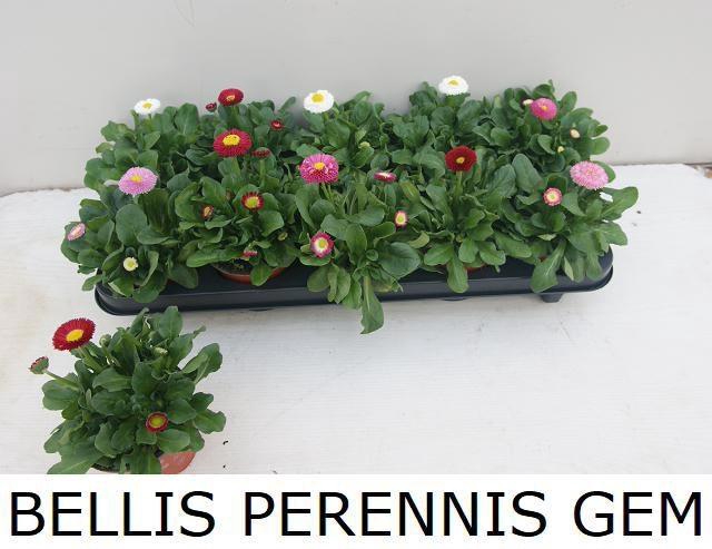 <h4>BELLIS PERENNIS GEM</h4>