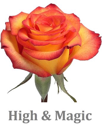 R Gr High & Magic