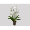 PHALAENOPSIS CASCATA P12 BRANCO 2 HT