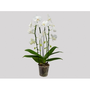 PHALAENOPSIS CASCATA P12 BRANCO 2 HT