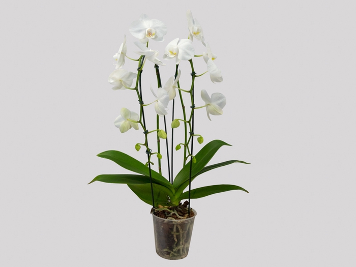 <h4>PHALAENOPSIS CASCATA P12 BRANCO 2 HT</h4>