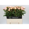 Paeonia Chiffon Parfait