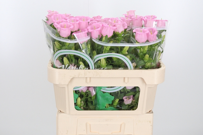 <h4>Camp M Champion Rose</h4>