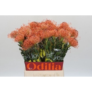 LEUCO CO OV ORANGE