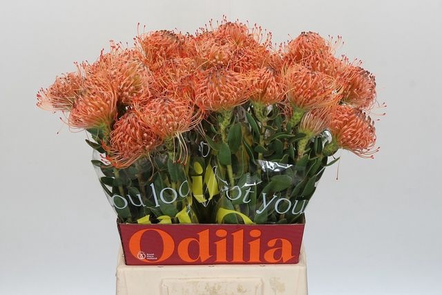 <h4>LEUCO CO OV ORANGE</h4>