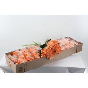 Hydr Salmon Pink Box
