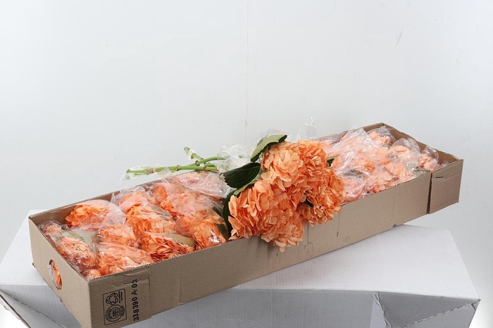 <h4>Hydr Salmon Pink Box</h4>