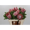 Protea Cynaroides