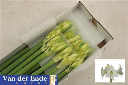 <h4>Hipp Di Costa Blanca</h4>