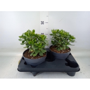 Crassula  'Minova Magic'