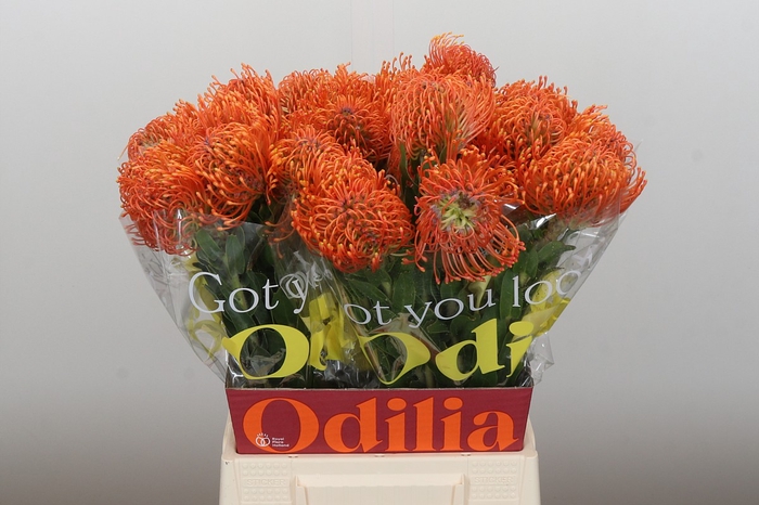 <h4>Nutans Ayoba Mandarin Zest</h4>